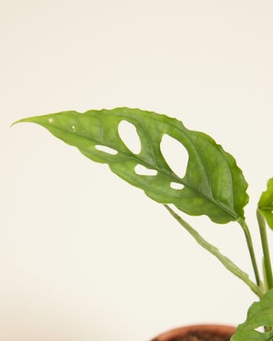 Baby Monstera Pianta del pane americana Obliqua
