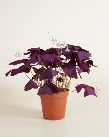 Bebé Oxalis Oxalis Tuber - Triangularis 'Sunny'
