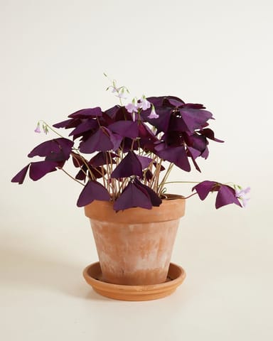 Bebé Oxalis Oxalis Tuber - Triangularis 'Sunny'