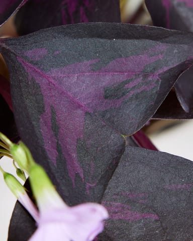 Bebé Oxalis Oxalis Tuber - Triangularis 'Sunny'