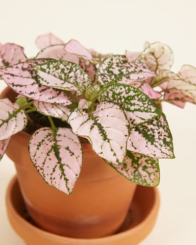 Baby Hypoestes Phyllostachya Pink