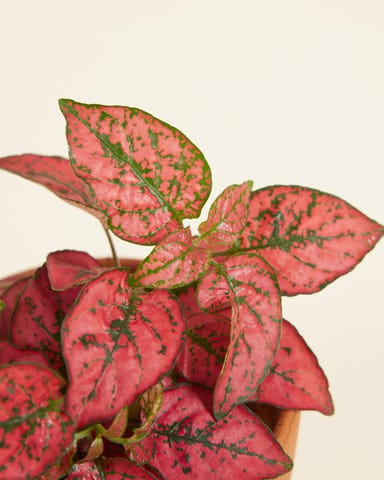 Bébé Hypoestes Phyllostachya Red