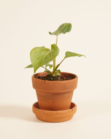 Baby Philodendron Baumfreund McDowell