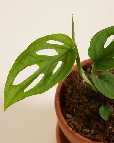 Baby Monstera Esqueleto  