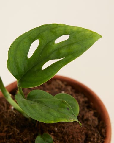Baby Monstera Esqueleto  