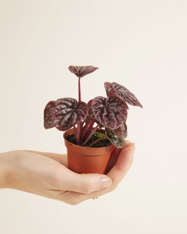 Baby Peperomia Zwergpfeffer Red Luna