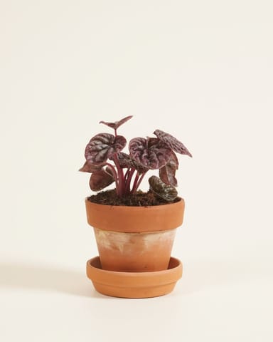 Baby Peperomia Zwergpfeffer Red Luna