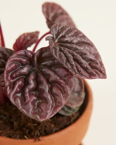 Baby Peperomia Zwergpfeffer Red Luna