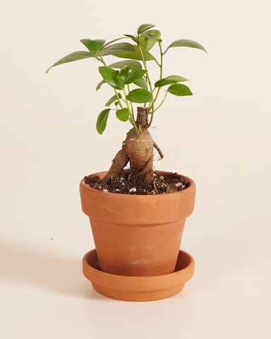 Baby Ficus Ginseng