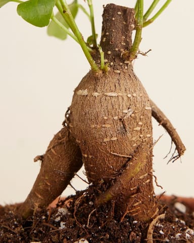 Baby Ficus Ginseng