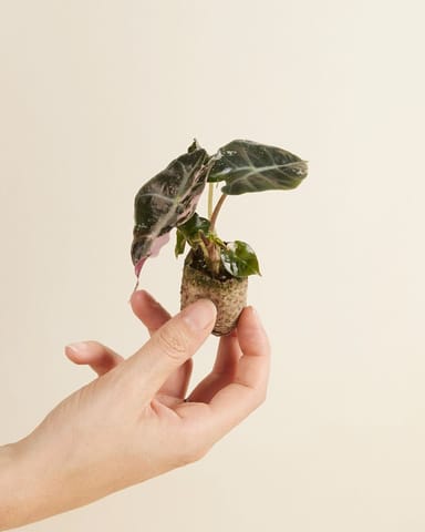 Baby Alocasia Skelettpflanze Polly Variegated