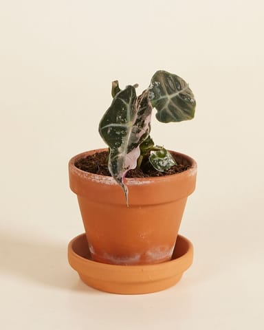 Baby Alocasia Skelettpflanze Polly Variegated