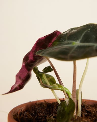 Baby Alocasia Skelettpflanze Polly Variegated