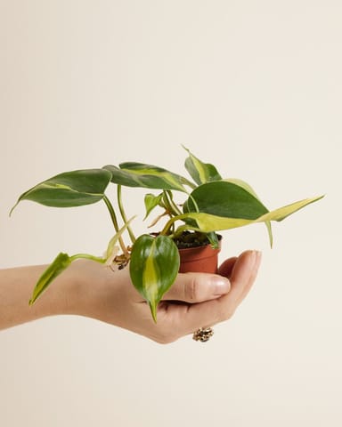 Baby Philodendron Brasil