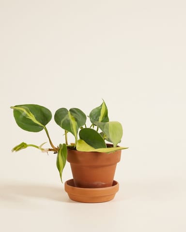 Baby Philodendron Brasil