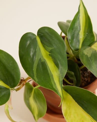 Baby Philodendron Brasil