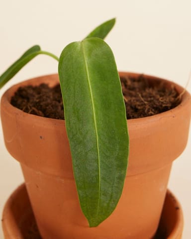 Bébé Anthurium Queen Anthurium Warocqueanum