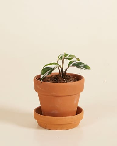 Baby Calathea Prayer Plant White Fusion 