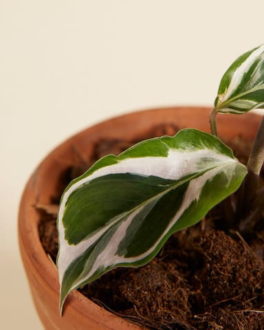 Baby Calathea Prayer Plant White Fusion 