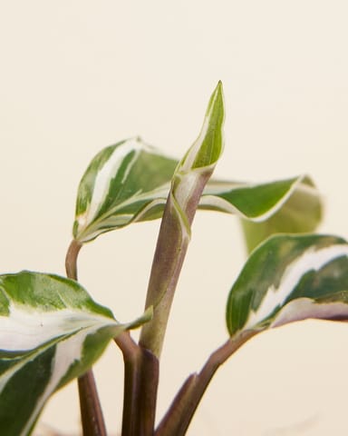 Baby Calathea Prayer Plant White Fusion 