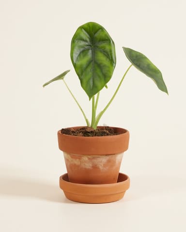 Baby Alocasia Elephant Ears Clypeolata Green Shield 