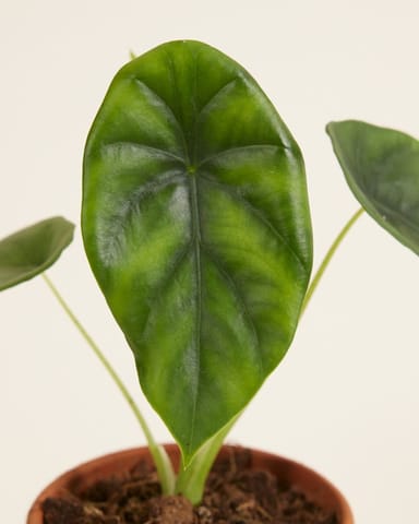 Baby Alocasia Elephant Ears Clypeolata Green Shield 