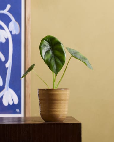 Baby Alocasia Elephant Ears Clypeolata Green Shield 