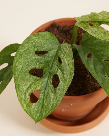 Baby Monstera Adansonii Mint 