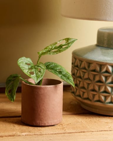 Baby Monstera Adansonii Mint 