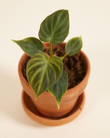 Baby Philodendron Baumfreund Verrucosum