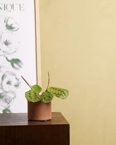 Baby Maranta Leuconeura Fascinator