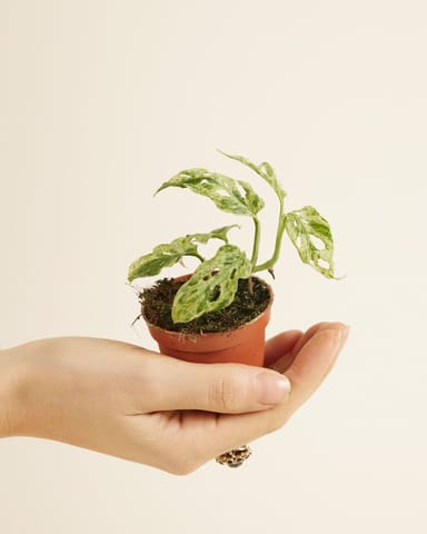 Baby Monstera Gatenplant Frozen Freckles