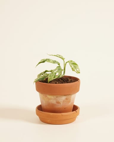 Baby Monstera Gatenplant Frozen Freckles