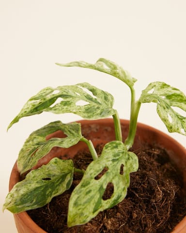 Baby Monstera Gatenplant Frozen Freckles