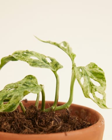 Baby Monstera Gatenplant Frozen Freckles