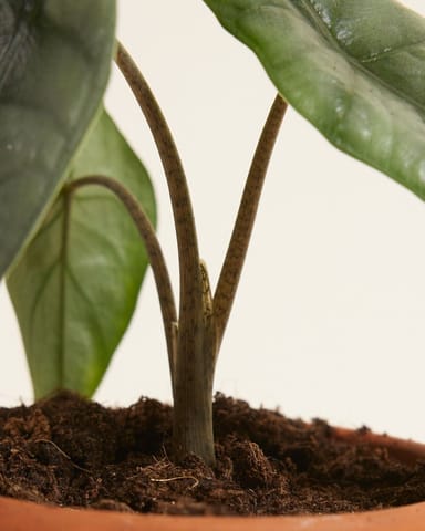 Baby Alocasia Elefantenohr Heterophylla 