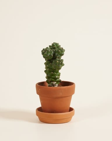 Bébé Euphorbia Cowboy Cactus Ritchiei 