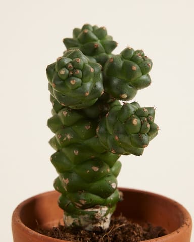 Bébé Euphorbia Cowboy Cactus Ritchiei 