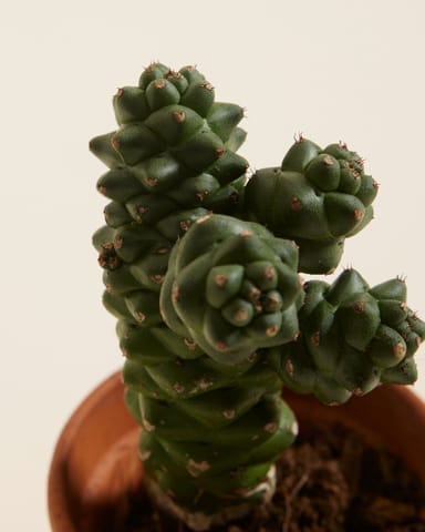 Bébé Euphorbia Cowboy Cactus Ritchiei 