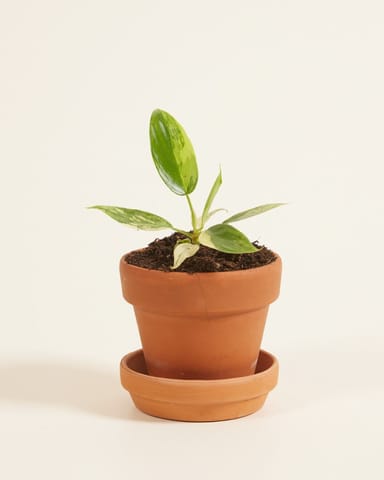 Baby Philodendron Florida Beauty