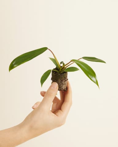 Baby Philodendron Joepii 