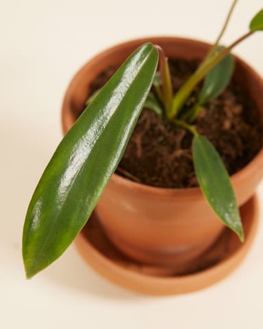 Baby Philodendron Joepii 