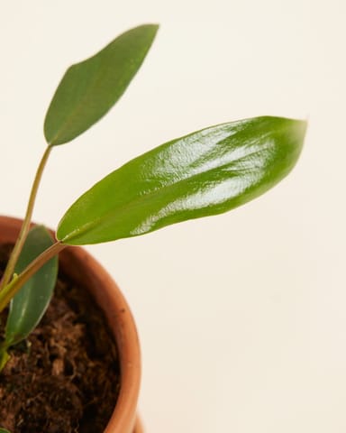 Baby Philodendron Joepii 