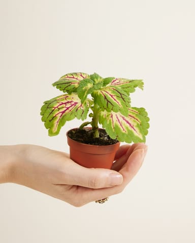 Baby Coleus Spurflower Spacecake 