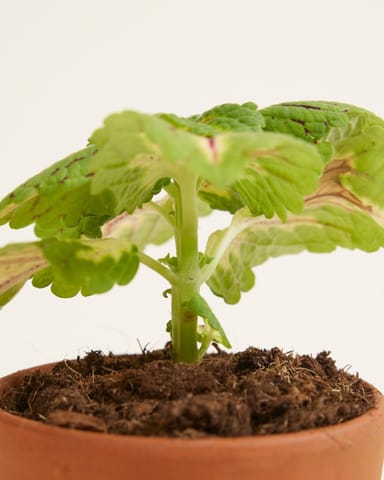 Baby Coleus Spurflower Spacecake 