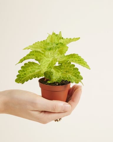Baby Coleus Siernetel MS River Walk 