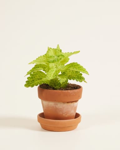Baby Coleus Siernetel MS River Walk 