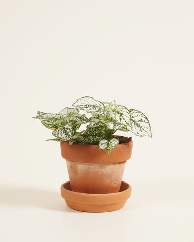 Baby Hypoestes Polka Dot Plant Phyllostachya White 