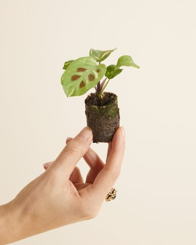 Bébé Maranta Marante Kerchoveana variegata