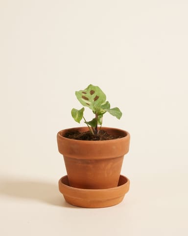 Bébé Maranta Marante Kerchoveana variegata